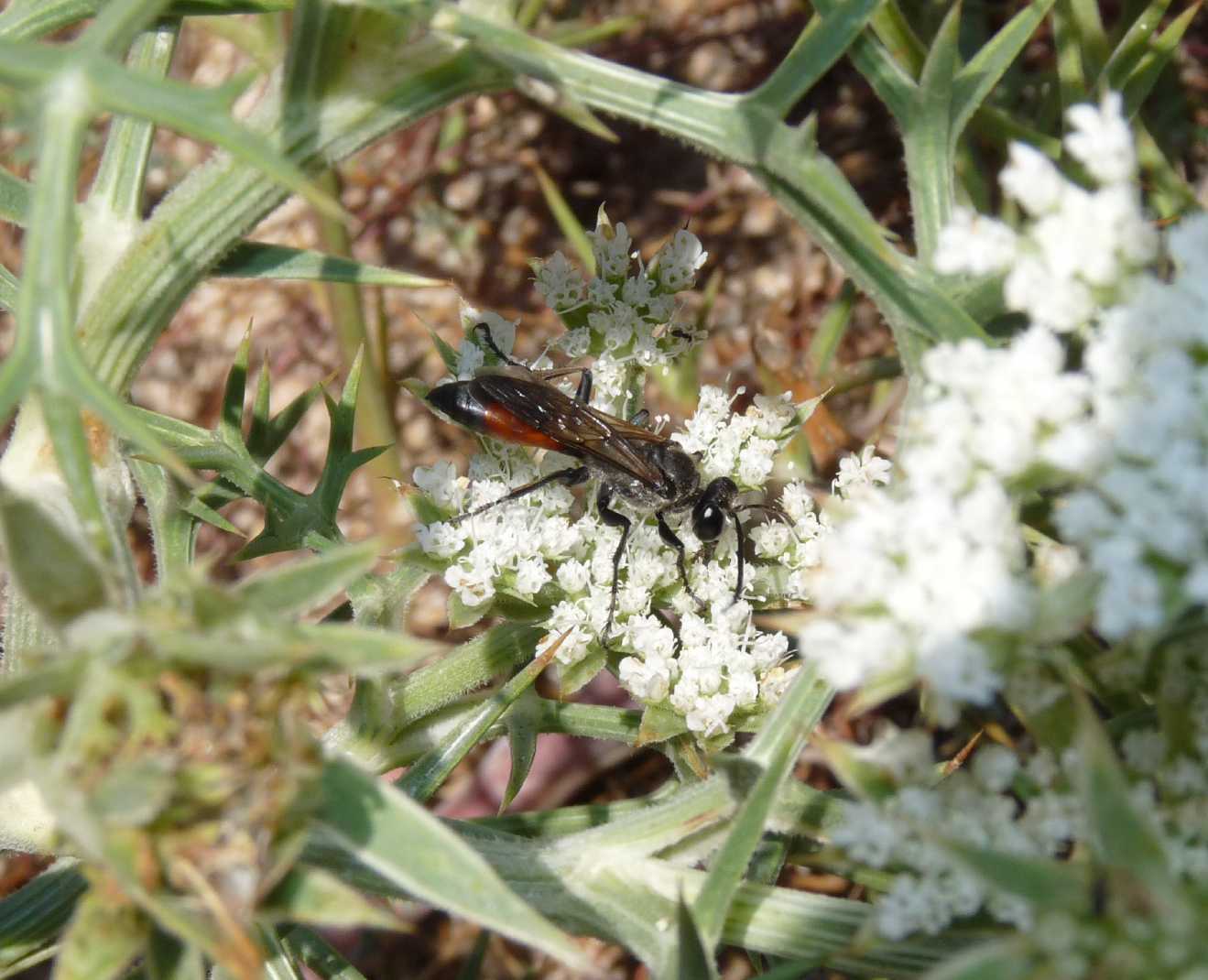 Sphex funerarius?